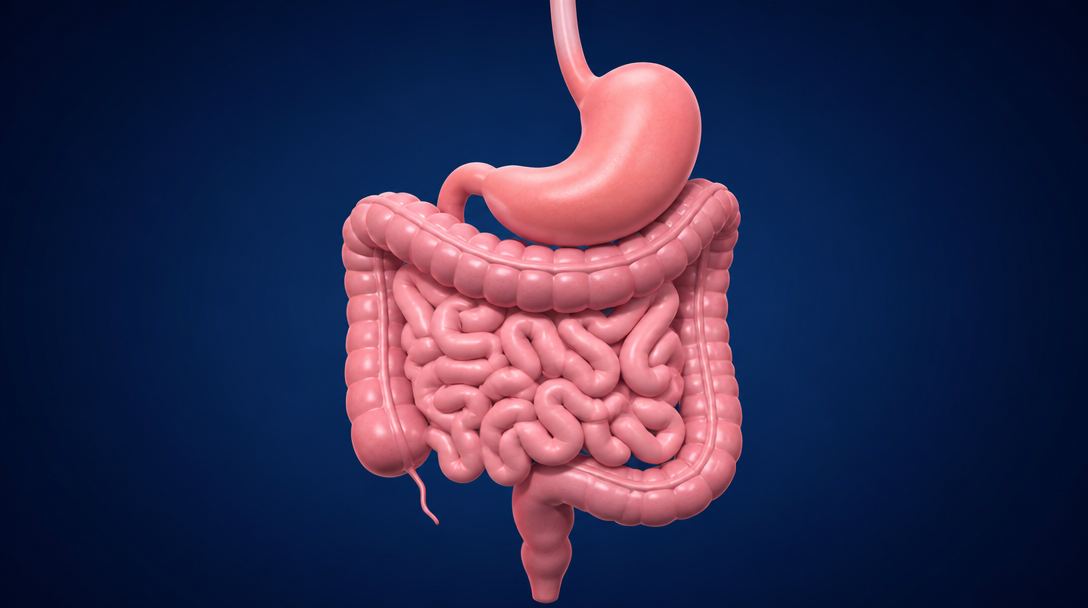 O caminho do chiclete: estômago e intestino, que empurram para fora o que não digerem