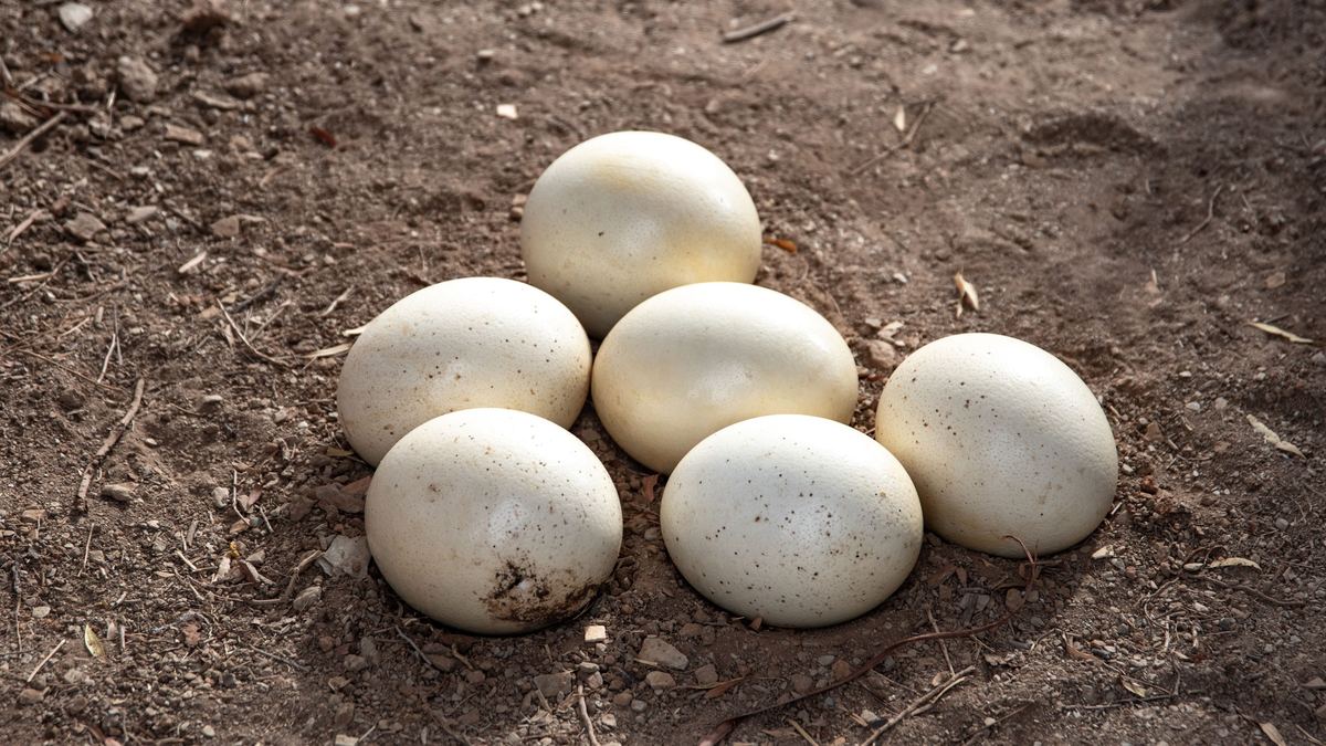 Ovos de avestruz sobre a terra, à luz do dia