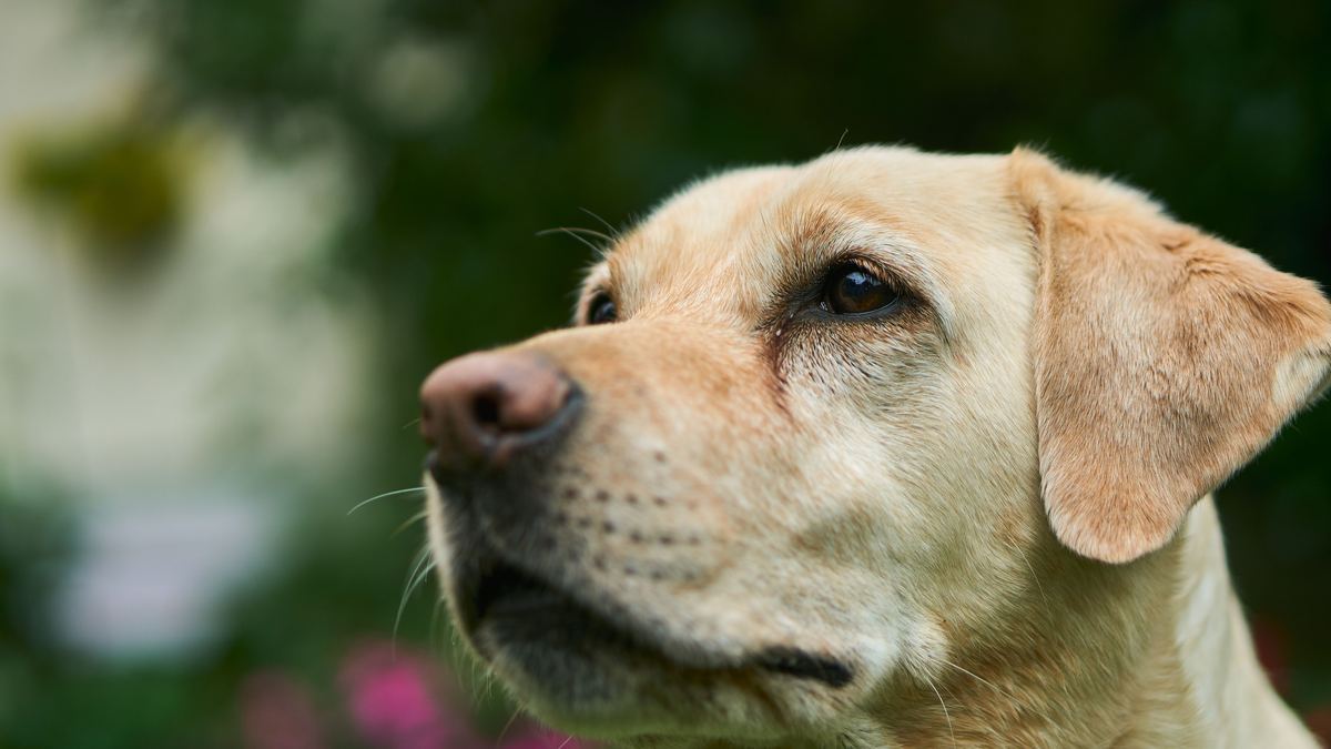 Um labrador amarelo num jardim