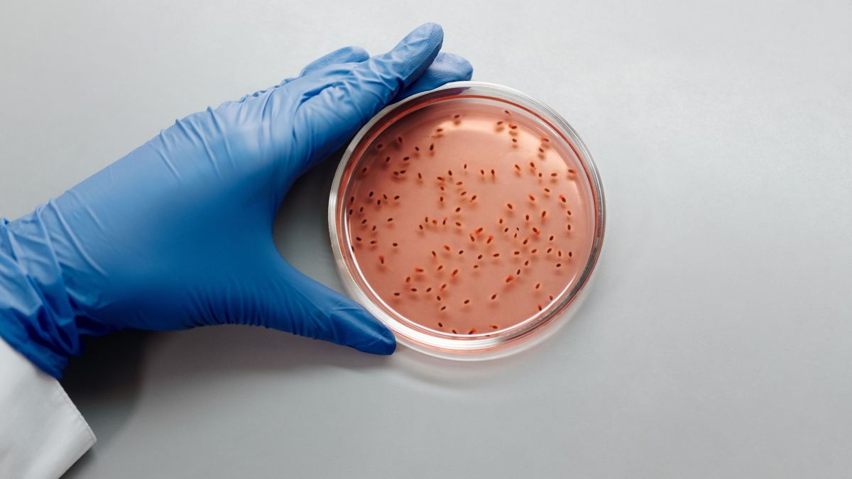 Mão de luva segurando uma placa de cultura de laboratório