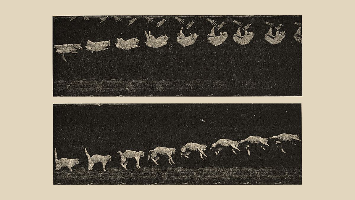 A cronofotografia original de Marey, 1894: um gato caindo, visto de lado