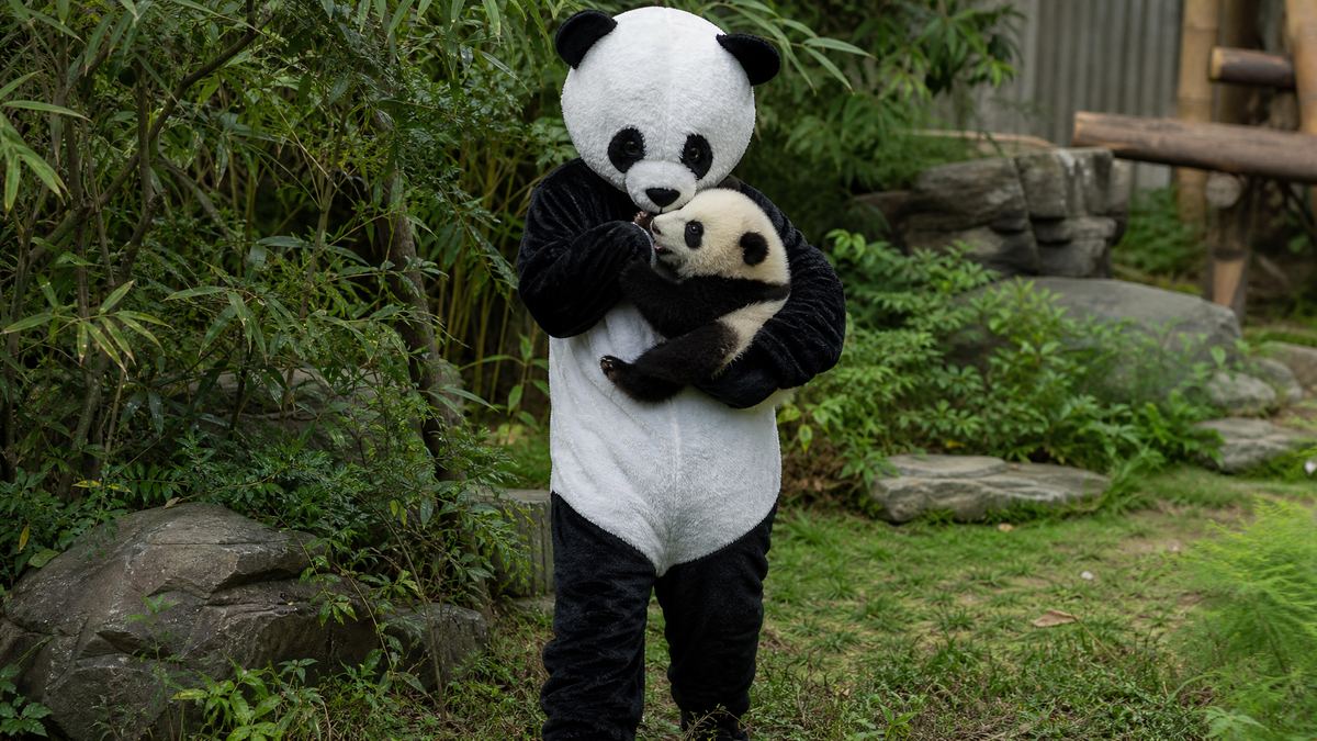 Um tratador vestido de panda gigante carrega um filhote no colo